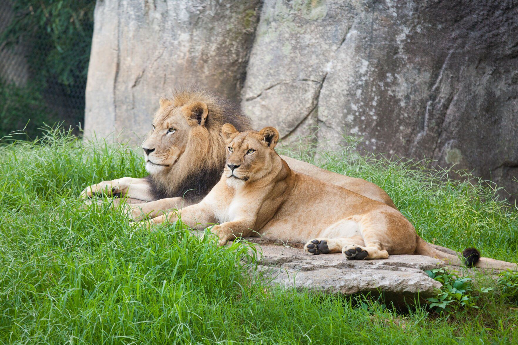 lion-couple-2-Reilly-Mekita.jpg